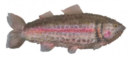 Rainbow trout funeral tribute
